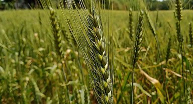 13 bin yıllık ata tohumu ile buğday üretimine destek