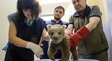 1,5 aylık yavru ayı ameliyat edildi