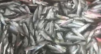 1,5 ton balık yakaladılar, yüzleri güldü