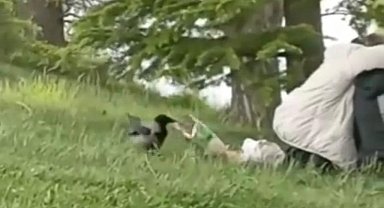 'Hırsız Karga' parkta oturan gençlerin cipsini çaldı