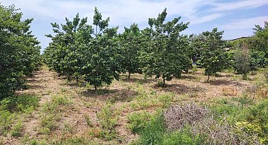 Adana'da hurma bahçesinde boğazı kesilmiş erkek cesedi bulundu