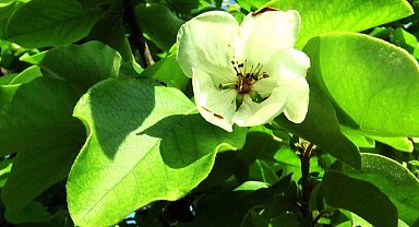 Adına şarkılar yazılan dalların altın sarısı ayva çiçek açtı