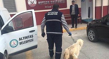 Altıntaş Belediyesi yarlı köpeği tedavi ettirdi