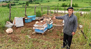 Amasya'da köylere inen ayılar arı kovanlarına saldırdı