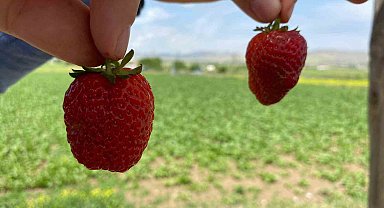 Ana yolda araçları durduran lezzet: Kuyulu çileği görücüye çıktı