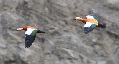 Angut kuşu vatandaşlar tarafından görüntülendi