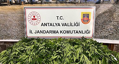 Antalya'da 268 kök kenevir ele geçirildi