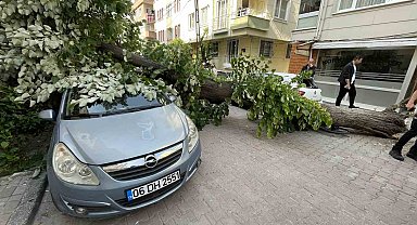Avcılar'da ıhlamur ağacı araçların üzerine devrildi, vatandaşlar dakikalarla kurtuldu