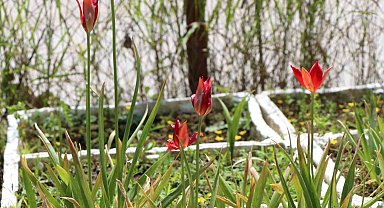 Avrupa'dan getirilen 'yitik lale' 127 yıl sonra Amasya'da çoğaltılmaya başlandı