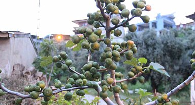 Aydın'da ilek bereketi