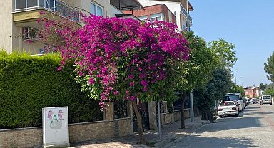 Aydın'da yaz aylarının gelmesi ile sokaklar renklendi