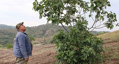 Aydın'ın incir deposu Meşeli, sel ve doluya teslim oldu