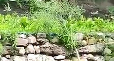 Bahçesine giren ayı isim taktı, sohbet ettiği anlar ise gülümsetti