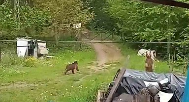 Bahçesine giren ayıları böyle kovdu
