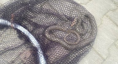 Balyanoz Koyu'nda yılan paniği