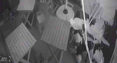 Başıboş sokak köpekleri anne kediyi telef etti