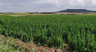 Batman'da dolu yağışı tarım arazilerini vurdu