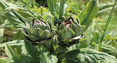 Belediyenin tarımsal kalkınma çalışmaları sürüyor