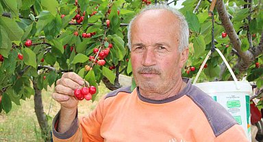 Bilecik'te ilk kiraz hasadı yapıldı