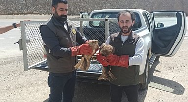 Bingöl'de yaralı bulunan akbaba ve Su Şahinleri tedavi altına alındı