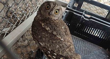 Bingöl'de yaralı bulunan baykuş tedavi altına alındı