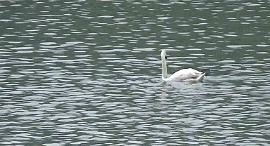Bolu'da ilk kez görüntülendi