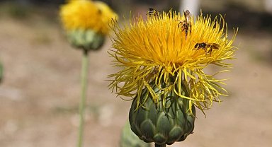 Bu çiçeği koparmanın cezası 244 bin TL