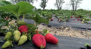 Bu çilek hem daha aromatik hem de daha uzun ömürlü