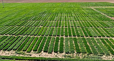 Bu tarla Türk tarımına damga vuracak