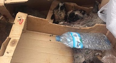 Burdur'da 6 köpek yavrusu vurularak öldürülmüş halde bulundu