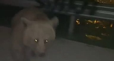 Bursa'da anayola inen ayı, yanında yavaşlayan otomobile böyle saldırdı