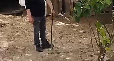 Bursa'da bahçesine giren yılanı elleriyle yakaladı