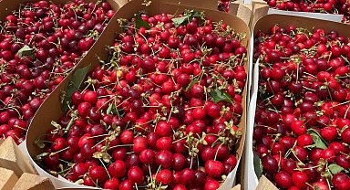 Bursa'nın meşhur erik ve kirazı halde yerini aldı