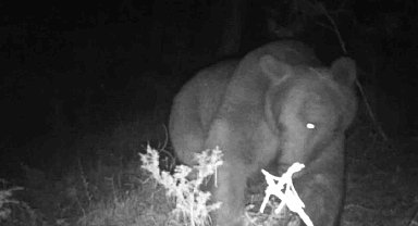Çadırın yanına ayı geldi, korku dolu anlar yaşandı: Davetsiz misafir kameraya yansıdı