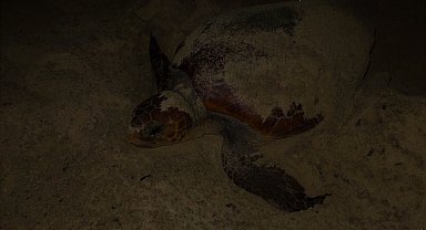 Caretta caretta, Didim sahiline yumurtalarını bıraktı