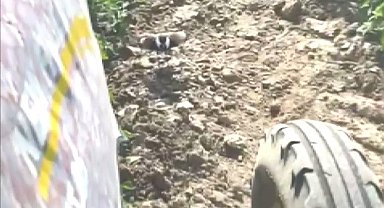 Çiftçinin görüntülediği mahmuzlu kızkuşu izleyenleri duygulandırdı