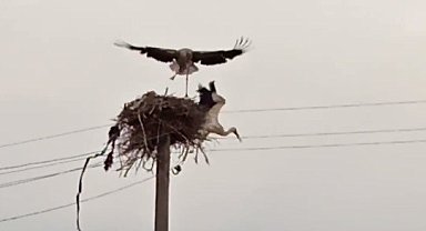 Çıldır'da leyleklerin yuva kavgası kameralara yansıdı