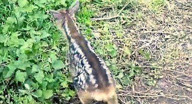 Çoban köpeklerinin bulduğu yavru karacayı, önce koruma altına aldı, sonra doğaya bıraktı