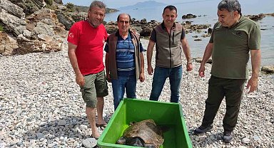 Çocuklar sahile vuran kaplumbağa için seferber oldu