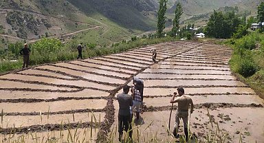 Çukurca'da imece usulü çeltik ekimi başladı