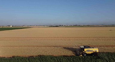 Depremin vurduğu Hatay Amik Ovası'nda buğday hasadı başladı