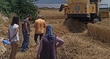 Didim'de hububat ekili araziler denetlendi