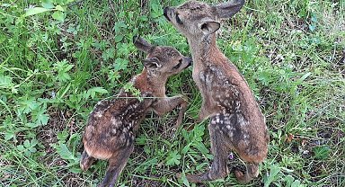 Doğada bulunan yavru geyik ve karacalarla ilgili önemli uyarı