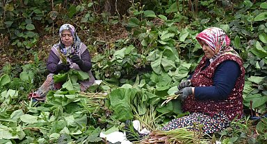 Doğal şifa deposu: 'Kaldirik Otu'