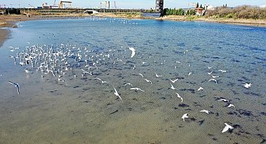 Doğal yaşam alanı korunan Hersek Lagünü'nde üreyen kuş türü sayısında artış