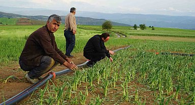 Dolu yağışının vurduğu Taşköprü sarımsağı tarlalarında yüzde 50 verim kaybı öngörülüyor