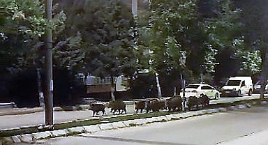 Domuz sürüsünün akşam gezintisi kameraya takıldı