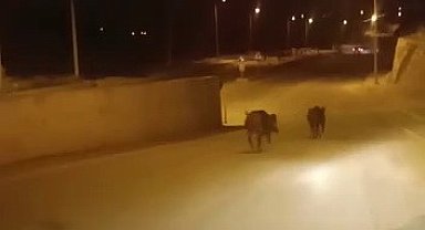 Domuzlar şehir merkezine indi