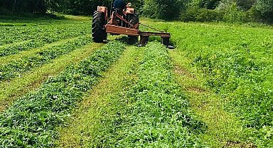 Edirne'de tarlada 228 bin kök kenevir ele geçirildi