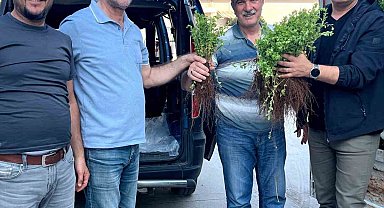 Efeler, artık kekik kokacak